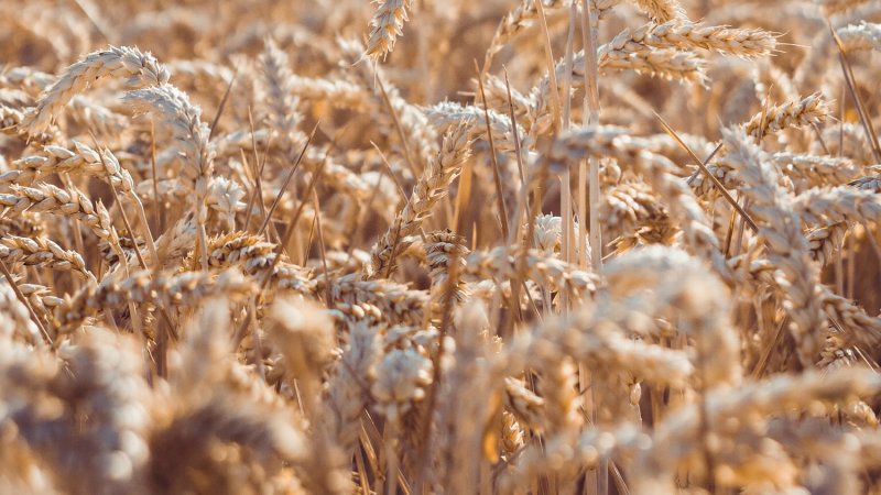 Zutaten aus der Region – Seit August 2019 verarbeiten wir nur noch Schweizer Getreide